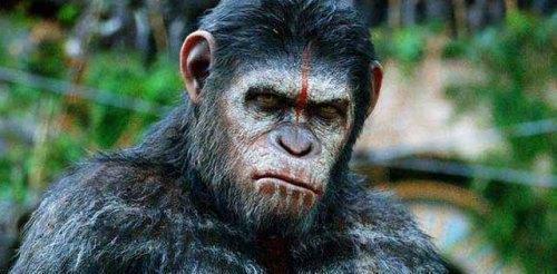 大姐吃瓜像猩猩视频,吃瓜像猩猩，网友直呼太逗了！