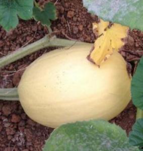 金丝绞瓜蒸着吃的做法视频,家常美味轻松学