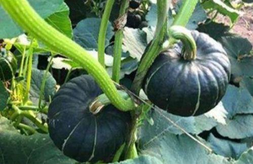 千金吃瓜系统小视频,揭秘网络小视频背后的娱乐经济